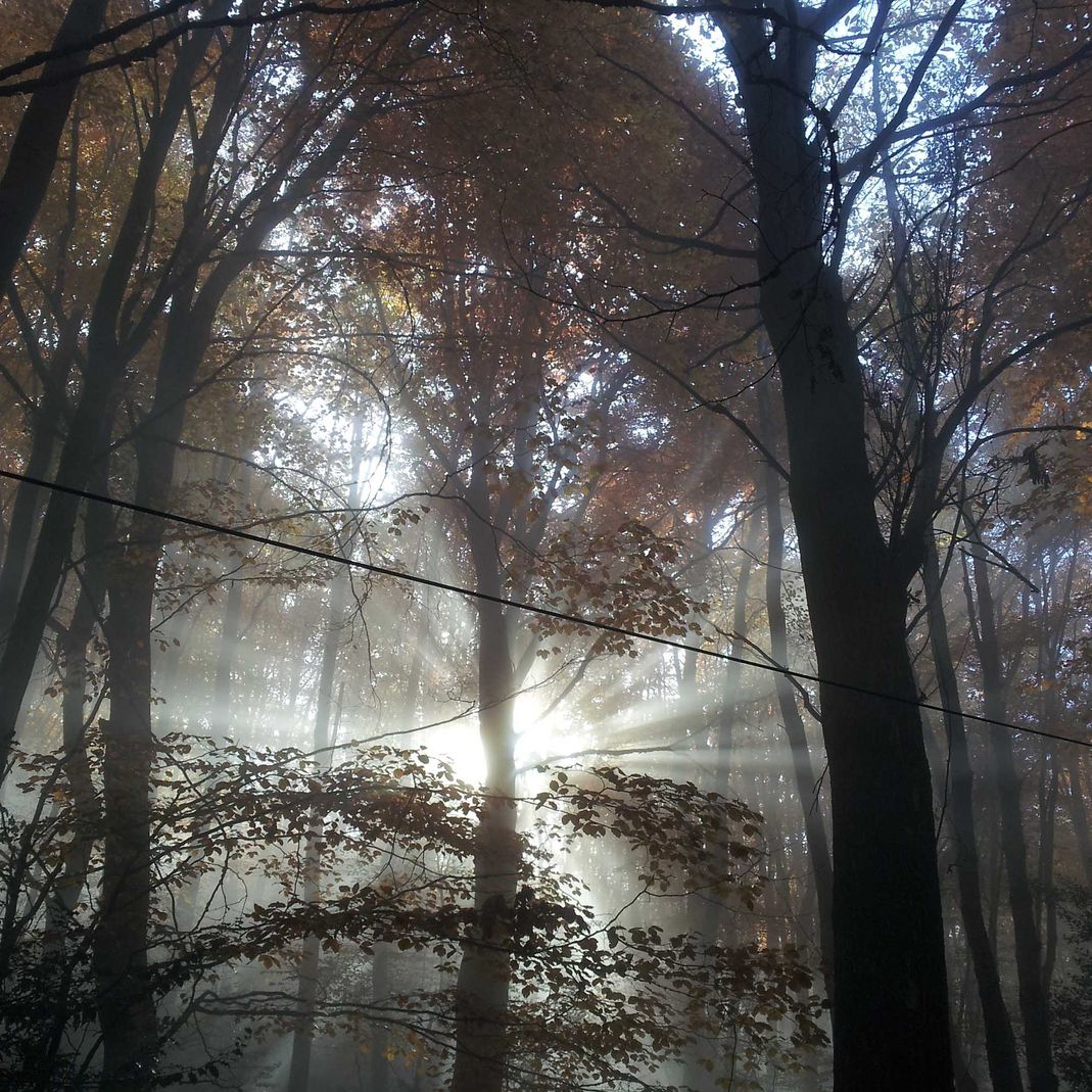 cadre de forêt pour l'Auberge de Grange Rouet