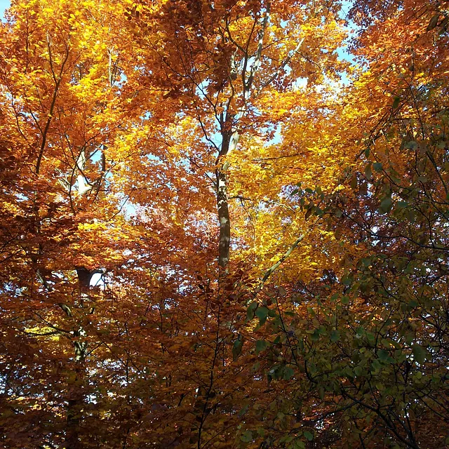 décor automnal à Pavezin